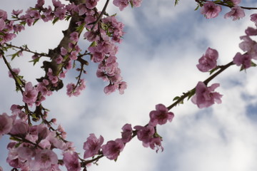 Campo de melocotoneros en flor, fondo natural