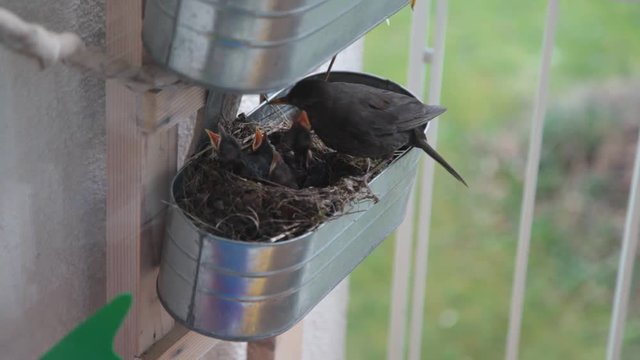 Amsel im Vogelnest mit jungen Vogel