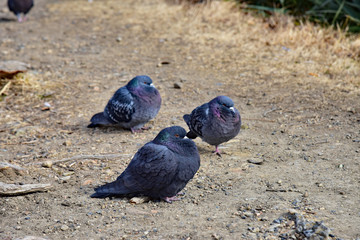 寒さに耐える鳩