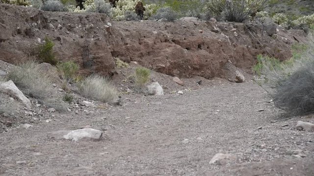 African-American woman in her 30s running in a desert landscape