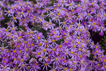 Violet Flowers Background