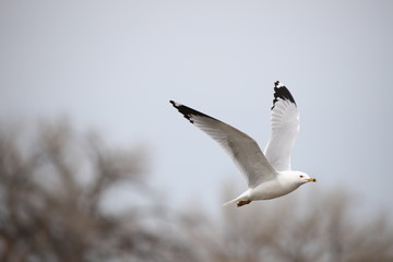 Seagull In Flight