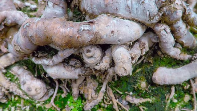 Bonsai roots. Slow motion camera pan