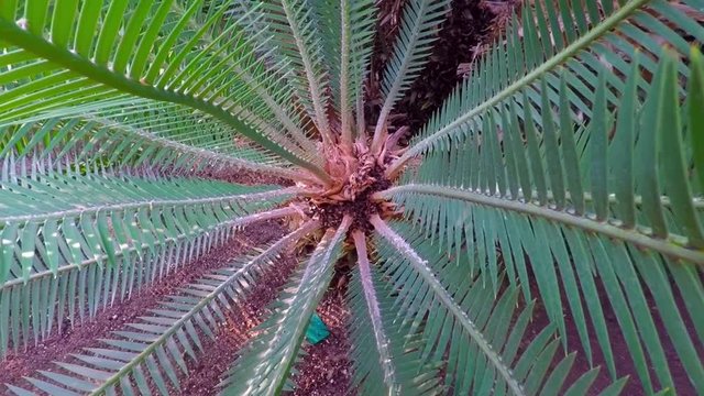 cycad plant. Center view . Camera moves up, out.