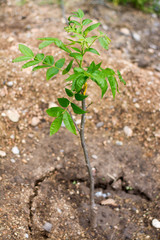 Afforestation (New Tree / Plantation)