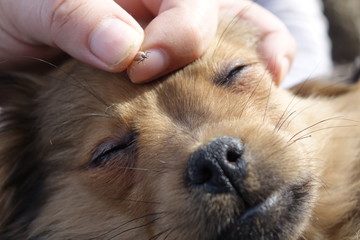Help clean ticks from dogs.