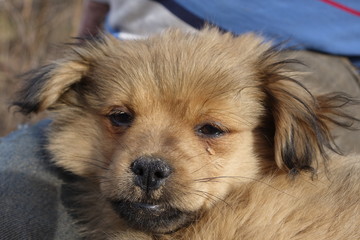 Help clean ticks from dogs.