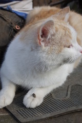 Help clean ticks from cat. Ixodes ricinus.