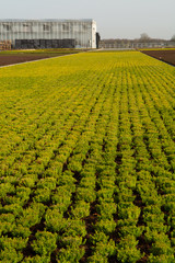 Fototapeta na wymiar Cultivation on farm fields of Calluna vulgaris plants, heather plant growth on thousands small flowerpots