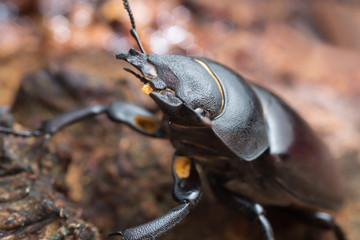 Macro photo of a female stag beetle, Lucanus cervus on oak wood