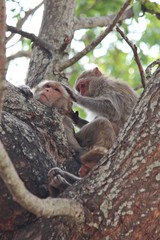 Monkey,  it is in the park at Thailand.