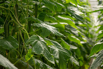 Big ripe long green cucumbers, growing in glass greenhouse, bio farming in the Netherlands