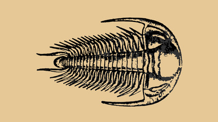 Corynexochoidea fossil illustration.