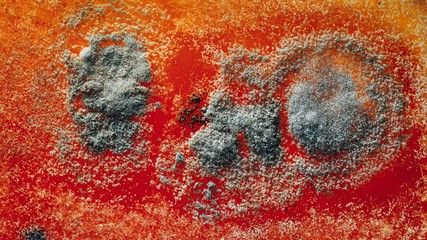 natural mold texture, abstract background