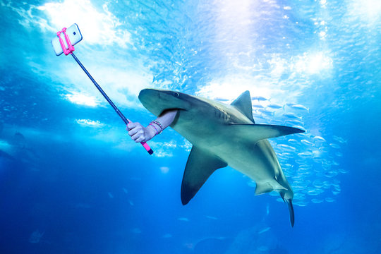 Underwater white shark taking a selfie picture with a human arm holding a selfie stick. Undersea marine funny background.