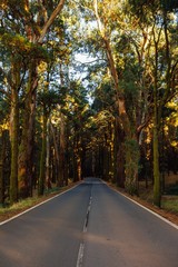 road in the forest La Esperanza