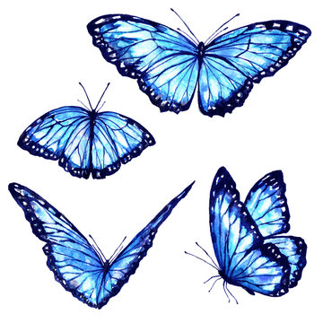 Beautiful Blue  Butterflies,watercolor,isolated On A White