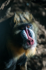 Mandrill