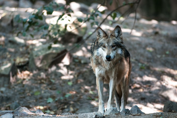 Grey Wolf