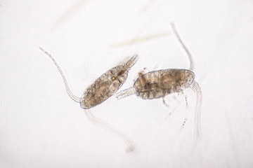 Copepod (Zooplankton) are a group of small crustaceans found in marine and freshwater habitat.