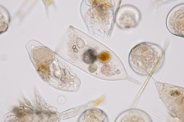Marine aquatic plankton under microscope view - obrazy, fototapety, plakaty