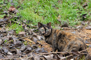 feral cat