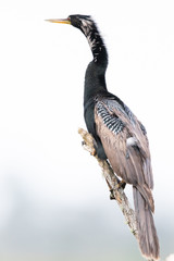 Fototapeta premium Anhinga