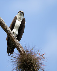 Osprey