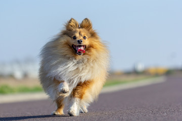 a shetland sheepdog plays with a little ball