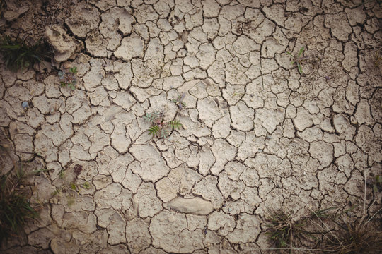 Close-up of dry field 