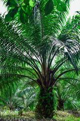 Oil palm tree, growing tall.