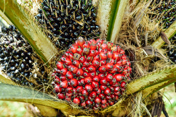 Oil palm fruits, ripe. 