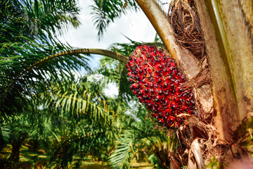 Oil palm fruit on its tree, ripe.