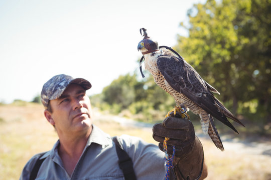 Falconer looking at sparrowhawk perching on hand