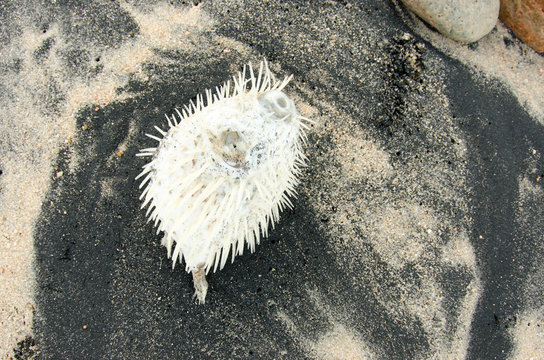 Dead fish washed ashore after a hurricane
