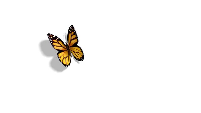 Orange Butterfly Flying on a Blue Background. 3d animation with passes of shadow and global illumination. 4K