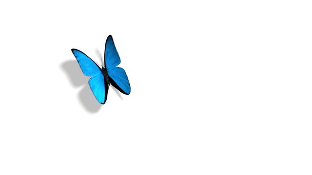 Morpho Menelaus Blue Butterfly Flying on a Green Background. Beautiful 3d animation with passes of shadow and global illumination. 4K