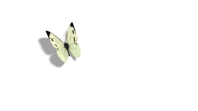 White Butterfly Cabbage Flying on a Blue Background. Beautiful 3d animation with passes of shadow and global illumination. 4K