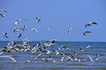 Seagulls fly in free