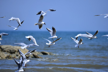 Seagulls fly in free