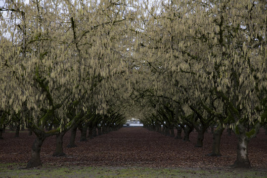 Rows of Hazelnut Trees in Bloom in Orchard, Rich Soil, Green Grass, Pale Blue Sky Peaking Through Canopy, Selective Focus Soft Focus Blur, Early Spring, Daytime – Willamette Valley, Oregon