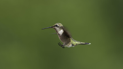 Flaps Out Gear Down Ready for Landing