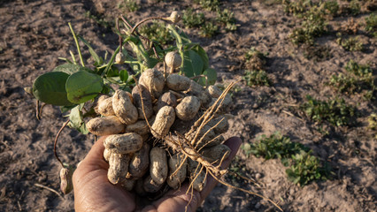 Harvesting peanut in the field
