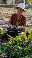 Farmer harvesting peanut in the field