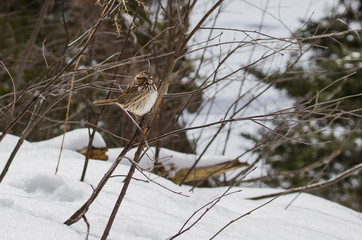 Song Sparrow in Winter