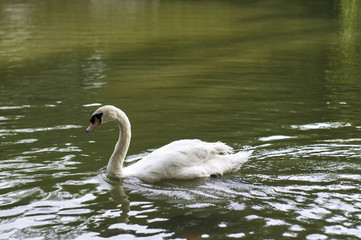 White Swan in Garden Pond
