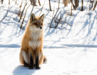 Red Fox Sits in on a Snow Patch