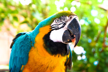 A portrair of a parrot eating  seed