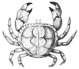Hand drawn crab isolated - obrazy, fototapety, plakaty