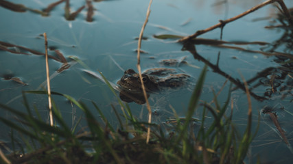 Frog Peeking From Behind a Leaf | Boyana Lake, Sofia, Bulgaria